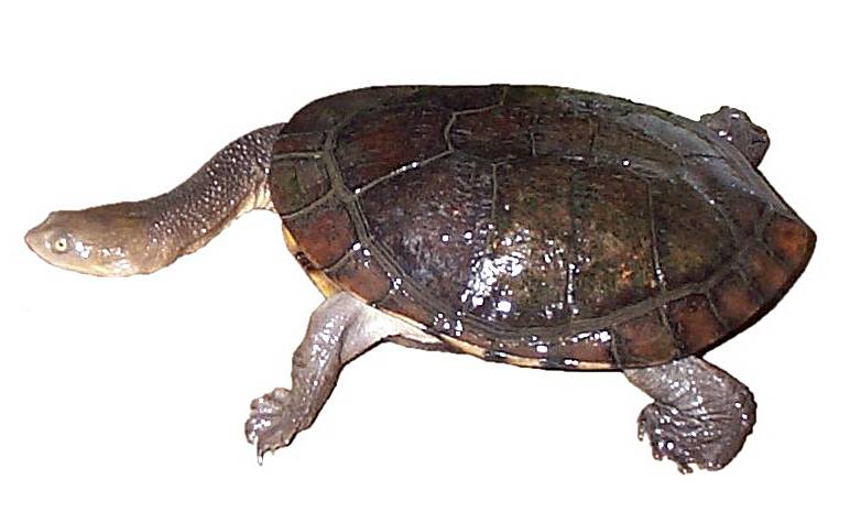 Turtle4.jpg